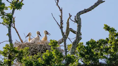 Knepp Castle Stork fledglings in a nest at Knepp Castle