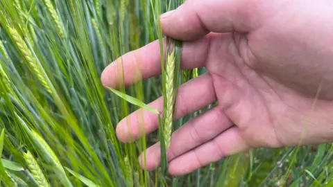 A farmer's hand holds a head of barley in his field.