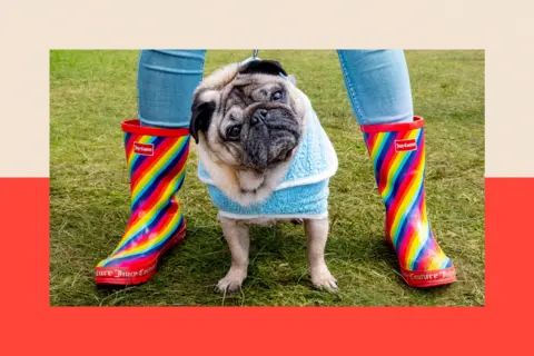A pug dog stands between the legs of a human wearing rainbow-coloured wellington boots