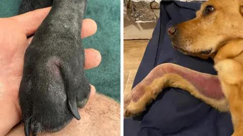 Jock Orton Two side-by-side close-ups images of dogs. On the left a hand is holding a black dog’s paw, showing a small area where it was bitten by an adder. On the right a brown dog is lying down, with one front leg visible that has been shaved and is discoloured with a dark reddish-purple patch along the leg.