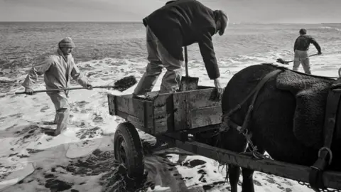 Mik Critchlow Three men are shovelling coal from the sea into the back of a horse drawn cart. One man is standing in the cart the other two are in the water 