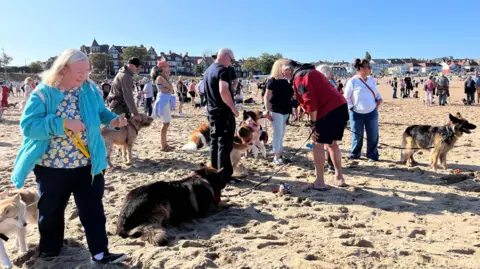 Dog owners and dogs on a beach