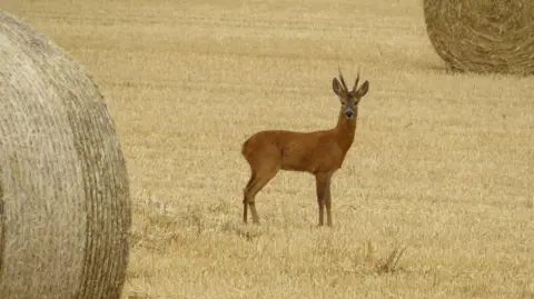 DorsetGirl A roe deer stands staring at the camera in the middle of a harvested hay field - we know it's a hay field as round bales are visible in the foreground and background in opposing corners of the image