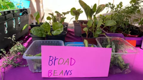 Close-up of trays of leafy vegetables and herbs displayed on a table covered with a purple cloth at an outdoor stall. A handwritten sign reading “Broad Beans” is attached to a box while potted herbs and other plants are arranged alongside.