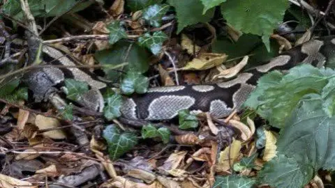 Cumbria Police A royal python snake is curled up in bushes which have twigs and ivy. The snake has beautifully intricate scales which are shaded beige and dark brown .