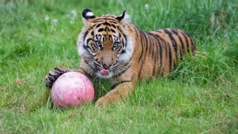 A Sumatran tiger at West Midlands Safari Park