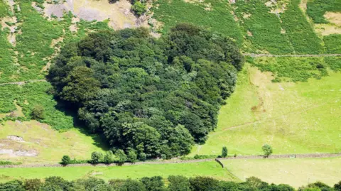 Getty Images A patch of heart-shaped woodland on the side of a hill near Tebay. It is surrounded with green fiends, with a drystone wall running along the bottom.