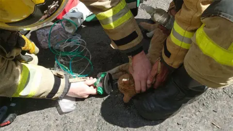 A small ginger cat is held on the ground and is being given oxygen by two uniformed firefighters
