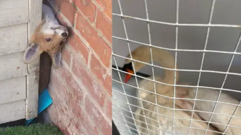 Sussex Volunteer Fire and Rescue A collage of the fox cub trapped between a shed and a wall and the injured swan which has been put in a cage. 
