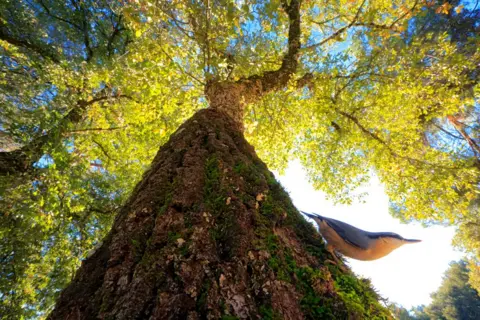 Andrés Luis Domínguez Blanco/Bird Photographer of the Year A nuthatch climbs out of an oak tree.