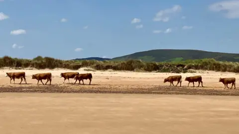 Jane De Ste Croix Seven brown cows walking along some sand with hills in the background