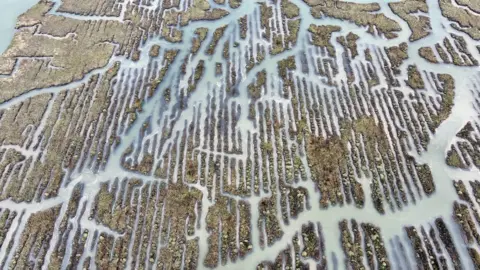 Aerial image of marshland showing dozens of small channels of water between the marsh