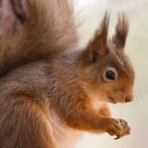 Rebecca Taylor A red squirrel with its ears pricked.