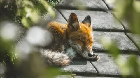 Getty Images A young fox is curled up asleep.