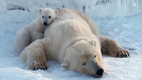 A young polar bear leans against an adult bear that is sprawled out on the ice.
