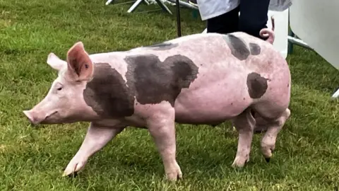 A black-and-pink spotted pig is walking across a grassy area, with its body clearly visible from the side. Behind the pig, parts of a person and folded chairs can be seen, suggesting the scene is at an outdoor event or show.