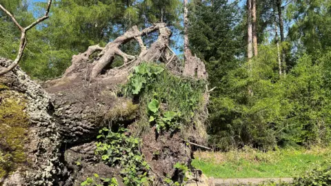 base of fallen Crockmere oak