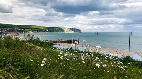 SATURDAY - A view over Swanage beach from the cliff with a foreground of daisies