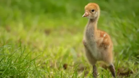 Ben Andrew A crane chick stands in a field.