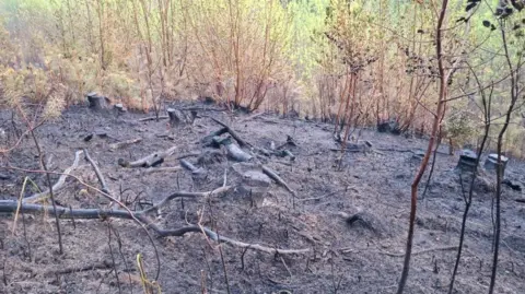HIWFRS Charred ground and trees following a fire in wood and heathland.