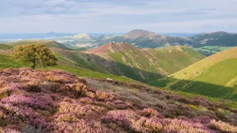 Getty Images A photograph taken on the top of the Long Mynd, with purple heather growing abundantly in the foreground. As the view stretches into the distance, more hills and ridges are visible, all covered in a patchwork of green, brown, and purple. The sky is slightly overcast but there is strong sunshine. 