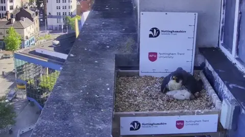 Nottingham Trent University/Nottinghamshire Wildlife Trust A peregrine falcon and the chicks in the nest