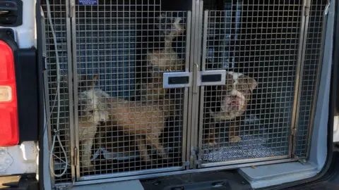 GMP About four dogs look out from a grid. They have been in the rear section of a van.