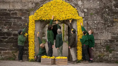 National Trust/Steven Haywood Seven gardeners wearing green uniforms are adding daffodils to the stone entrance to Cotehele house. They have two wooden boxes full of the blooms. The wooden frame has been turned yellow