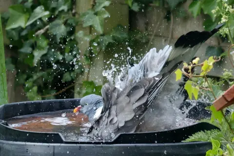 BBC Weather Watchers / Dan Seaham Harbour Lad A grey pigeon splashing in a bird bath.