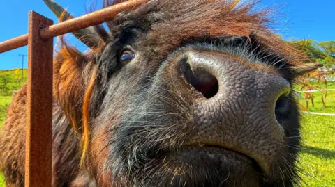 cow