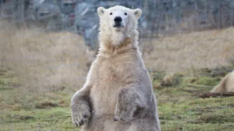 RZSS Brodie is standing up on his back legs in a grassy enclosure. He is a big bear with muddy white fur, black eyes and a black nose. He is looking inquisitively towards the camera. 