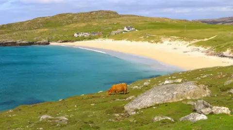 Jane Kelly Brown cow grazing on grass, with a beach and houses in the background, and blue sea.