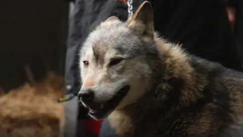 Wolf Conservation Trust A wolf with a white face and dark stripes on its body. It appears to be held by a chain attached to collar around its neck.