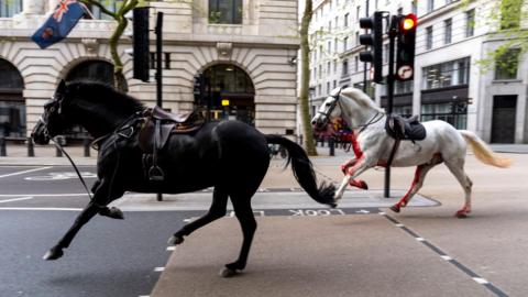 horses running  in London