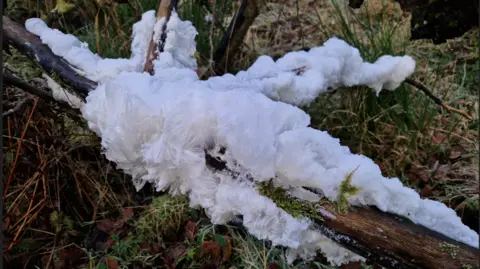 Nick Allen A large clump of hair ice on the ground attached to a stick.