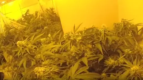 South Yorkshire Police Large cannabis plants in a room with yellow lights