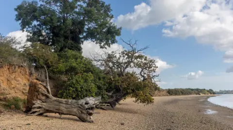 Suffolk County Council A shingle beach bordered by a sandy bank, with a tree and an old tree stump in the foreground.