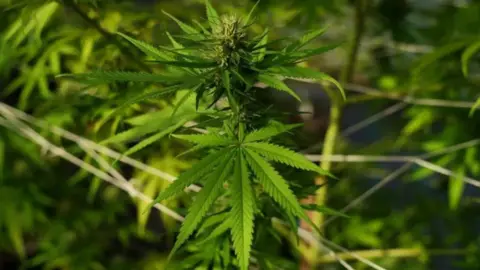 A close up of the green leaves of a cannabis plant