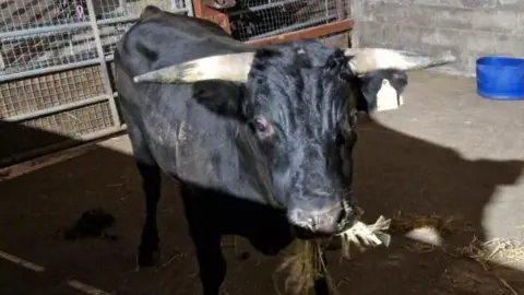 A black bull, eating some grass in a barn, looking at the camera. He has horns and a tag on his ear. There is a blue bucket in the corner and a metal fence behind him. 