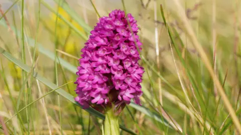 A bright pink pyramidal orchid is standing in the middle of a field of long grass. The flowerhead has over twenty flowers in a cone shape at the top of a thick stalk.