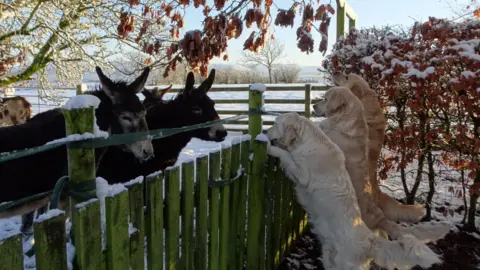 Linda Gilbert A shot of two donkeys peering over a fence and three light-coloured dogs with their paws extended, holding on to the snow-covered fence. There are overhanging trees and a snowy field in the background. 