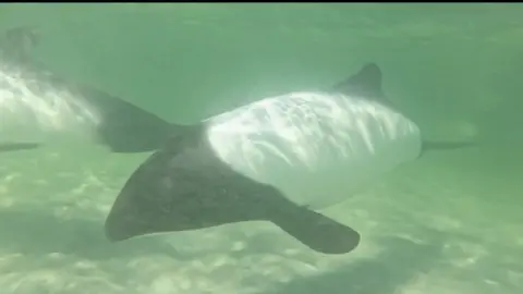 Michael Beggs Underwater wildlife Michael Begg encountered