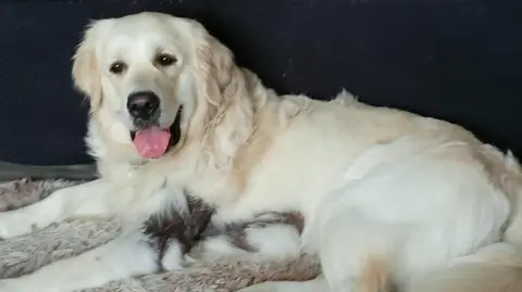 Roma Morgan Kobi the golden retriever, lying down on a rug. There is a patch of fur missing on his leg from where he was bitten.