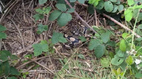 Tom Gallant The curled up snake, said to be a ball python, is underneath bramble bushes in the park