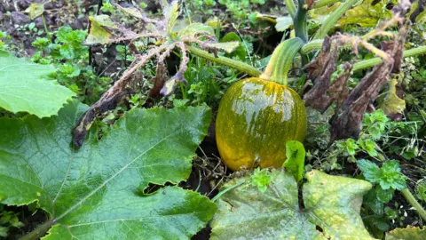 A pumpkin which has failed to grow properly