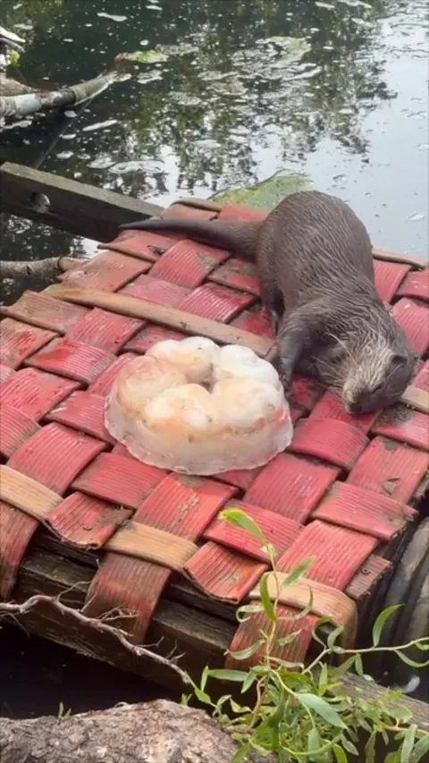 An Asian small-clawed otter on a woven surface above water plays with a cake made of ice and fish