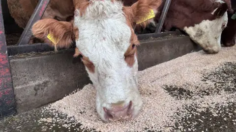 A brown and white cow with yellow tags in its ears. Its eating grain from the floor of a barn. 