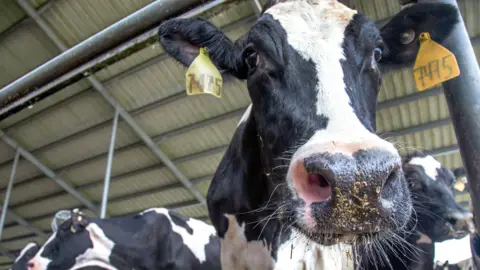 A cow poking its head under a railing