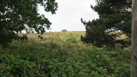 BBC An empty field with trees either side and brambles in the foreground