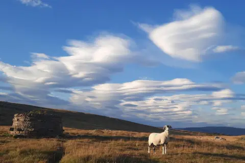 bbc weather watchers / Gadabout The white clouds among the blue sky look like they have tiers. There is a sheep standing in the field below, on top of the tall grass which is yellow and brown. There is a stone structure on the left and rolling hills in the background.